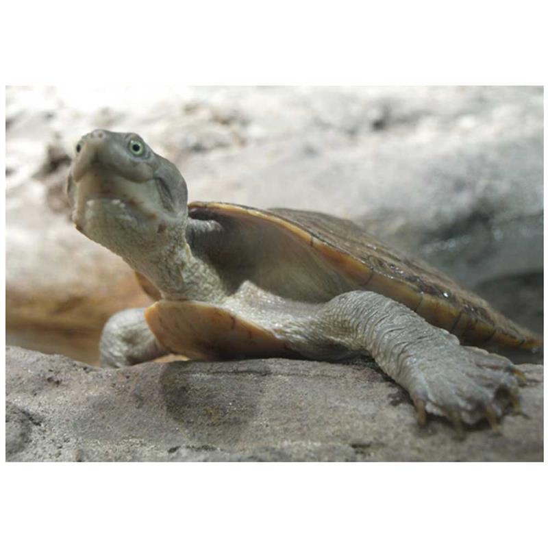 Broasca testoasa Elseya novaeguineae (schultzei) - imagine 5